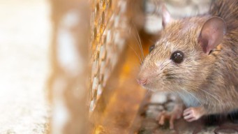 Pemerintah Antispasi Penularan Pemerintah Antispasi Penularan Zoonosis dan Infeksi Baru di Indonesia