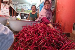 Pasokan Langka, Harga Cabai di Padang Naik Dua Kali Lipat