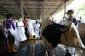 Gubernur Khofifah Kawal dan Pantau Distribusi Vaksin PMK di Jatim