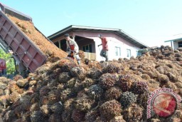 Perusahaan Kelapa Sawit di Nunukan Butuh 4.000 Pekerja
