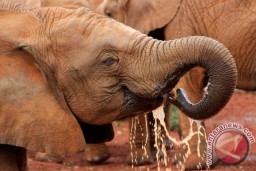 Kasihan, 154 Gajah Mati Misterius di Botswana, Kenapa Ya?