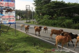 Sapi Liar Ancam Pengguna Jalan di Aceh