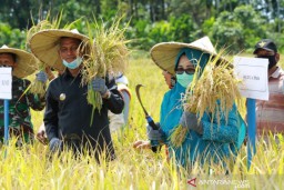 Produksi Gabah di Provinsi Aceh Tembus 45.500 Ton per 6,5 HA