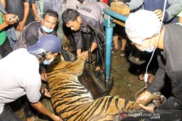 Harimau Sumatera Terjerat Perangkap Babi di Aceh Utara