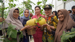 Petani Milenial Kendal Panen Melon Modern, Bupati Apresiasi Inovasi Anak Muda