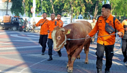 Presiden Prabowo Salurkan Sapi Kurban, Wali Kota Surabaya Pantau Penyembelihan