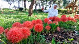 Khofifah dan Bunga Desember: Sepotong Kisah Cinta dari Tanah Bondowoso