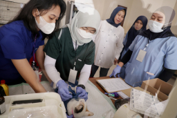 Sterilisasi Gratis Diserbu Warga, Pemkot Surabaya Kendalikan Ledakan Populasi Kucing Liar