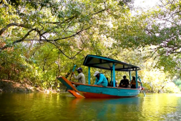 Ekosistem Kebun Raya Mangrove Surabaya Terjaga, Jadi Habitat Puluhan Satwa Liar