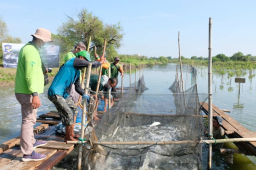 Pemkot Surabaya Gencarkan Diversifikasi Protein, Ikan Air Payau Jadi Andalan Penuhi Gizi Keluarga
