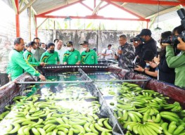 Pemprov Jatim Dukung Pengembangan Holtikultura untuk Ekspor