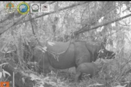 Sepasang Badak Lahir di Taman Nasional Ujung Kulon