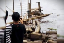 Habitat Terusik, Buaya di Kotawaringin Dekati Pemukiman Warga