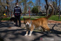 Kasus Pertama di AS, Kucing Positif Covid-19