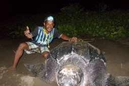 Penyu Raksasa Bertelur di Pantai Warebar