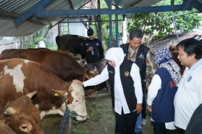 Ketersediaan Hewan Kurban di Jatim Surplus, RPH dan Juleha Cukup