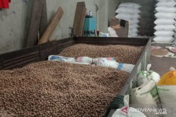 Harga Cengkih dan Pala di Ambon Turun
