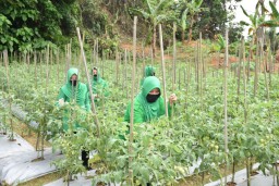 Di Tengah Pandemi, Persit KCK 091 Tanam Sayur Mayur
