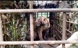 Wow, Harimau Ditangkap Warga