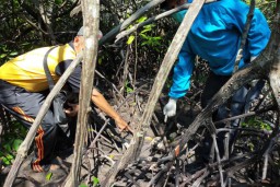 Tengkorak Manusia Ditemukan di hutan Bakau Riau. Korban Pembunuhan?