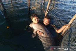 Seekor Ikan Duyung Dievakuasi oleh BKSDA Sultra