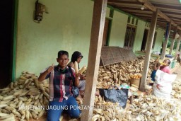 Gunung Kidul Panen Jagung 47.198 Hektare