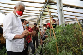 Ganjar ke Merbabu, Tengok Petani Organik Pemasok Hotel Berbintang