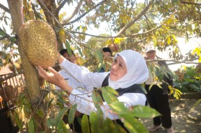 Gubernur Khofifah Dorong Inovasi Petik-Olah-Kemas-Jual dengan Teknik Frozen Fruit