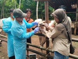 Pemprov Jateng Gencarkan Penanganan PMK, Ribuan Sapi Tertangani
