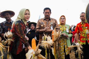 Panen Raya Jagung di Grobogan: Wujudkan Swasembada Pangan dan Dorong Ekonomi Petani