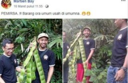 Wow, Petai Raksasa di Banjarnegara