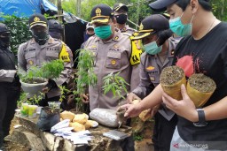 Ladang Ganja Satu Hektar Ditemukan di Cimahi