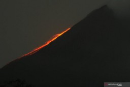 Lava Pijar Gunung Merapi Meluncur Sejauh Satu Kilometer
