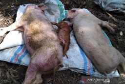 Virus Demam Babi Afrika Menyebar, 3.000 Babi Dimusnahkan di Hongkong