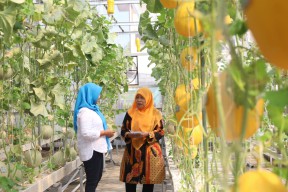 Pemkot Surabaya Dukung Urban Farming, Poktan Caping Kota Panen Melon