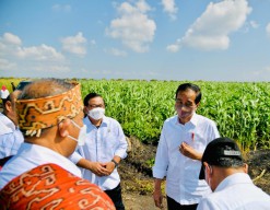 Presiden: Sorgum Alternatif Bahan Pangan