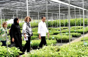 Presiden Jokowi Resmikan Persemaian Mentawir: Langkah Penting Rehabilitasi Hutan dan Hijaukan IKN