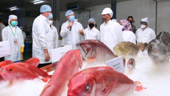 Presiden Jokowi Tinjau Unit Pengolahan Ikan dan Budidaya Rumput Laut