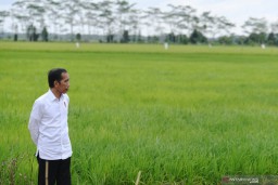Jokowi: Food Estate Diperluas hingga Papua, NTT dan Sumsel