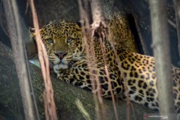 Kebun Binatang Bandung akan Potong Rusa Piaraan untuk Makan Macan