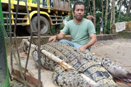 Buaya Pemakan Ternak Berhasil Ditangkap Petugas BKSDA