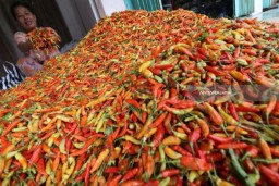 Cabai Tembus Rp 100 Ribu Per Kilogram karena Tingginya Curah Hujan