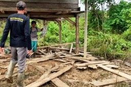 Kawanan Gajah Liar Rusak Lahan Pertanian di Aceh Timur