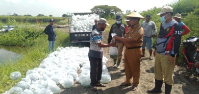 DKPP Surabaya Tebar Puluhan Ribu Benih Bandeng di Lahan BTKD Pakal