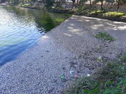 Masih Ingat Ribuan Ikan Mati di Waduk SIER? Ini Hasil Uji Lab DLH