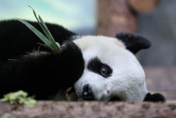 Panda di Kebun Binatang Moskow Kangen Manusia