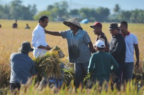 Tinjau Panen Raya Di Maros, Presiden: Surplus Bisa Dibawa ke Daerah Lain
