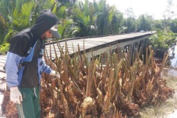 Sagu Mengandung Antioksidan Tinggi Tangkal Covid-19