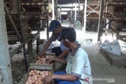 Harga Pakan Ayam Petelur Naik, Peternak  di Magetan, Jatim Merugi