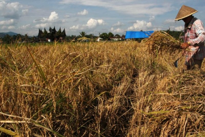 Seorang petani mengangkat padi kering diarea pesawahannya di Nagari Balai Gurah, Kecamatan Ampek Angkek, Kabupaten Agam, Sumbar, Kamis (14/7). Sektor pertanian menyumbangkan paling besar bagi pembetukan produksi domestik regional bruto (PDRB) Sumbar, yakn